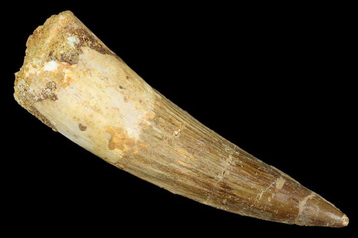 Spinosaurus Tooth - Real Dinosaur Tooth #181857